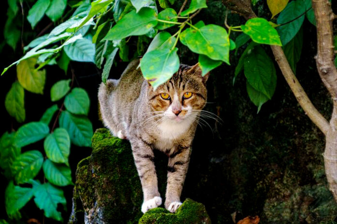 Kucing Suka Memburu Burung