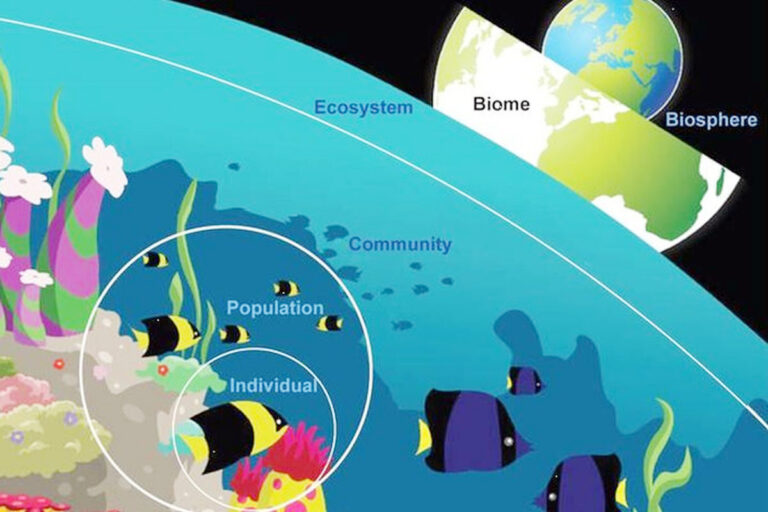 Mengenal 5 Tingkatan Organisasi Kehidupan: Individu, Populasi, Komunitas, Ekosistem, dan Biosfer