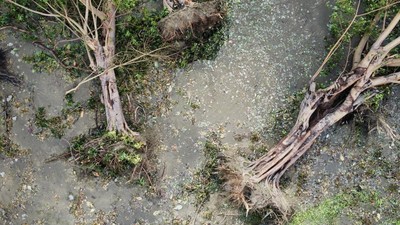 Akses Sempat Lumpuh, Polsek Barru Evakuasi Pohon Tumbang