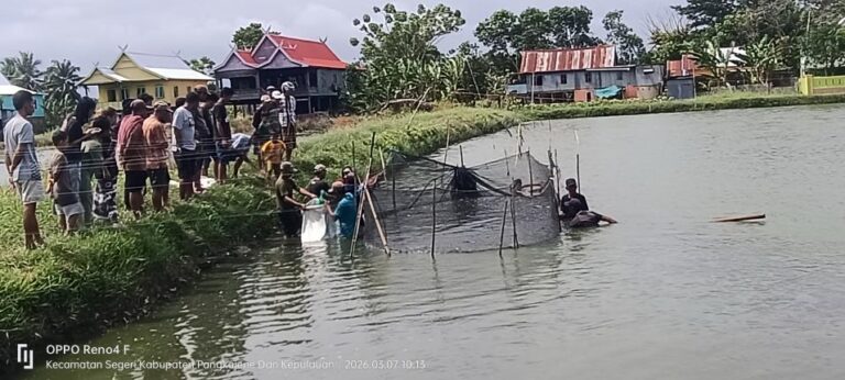 Berbuah Manis, Kelompok Tani Pokdakan Segeri Panen Nila Berton-ton