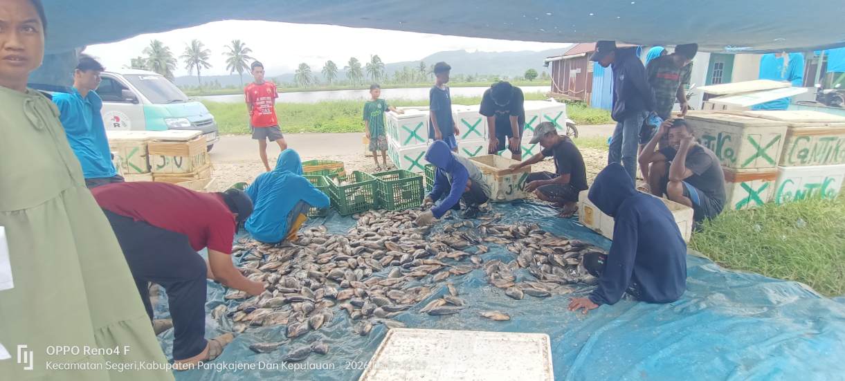 Panen Perdana Pokdakan Maju Bersama Merah Putih Hasilkan Nila Berton-ton
