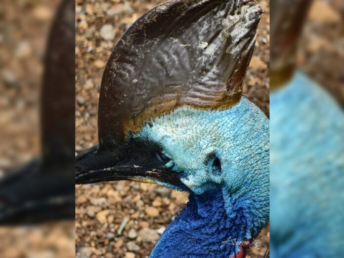 Kasuari di Taman Arung Palakka Bone