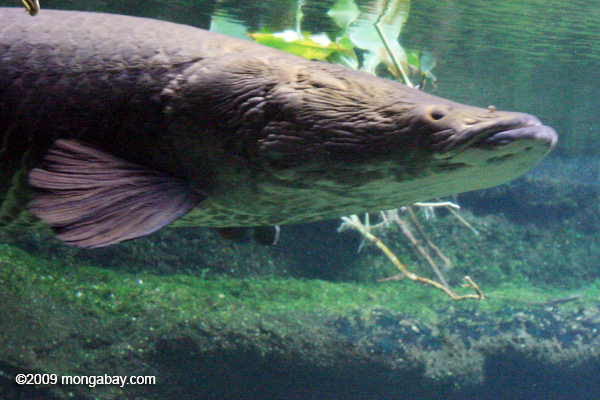ikan berbisa air tawar