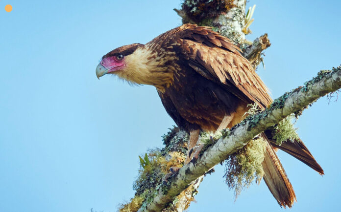 Burung Karakara Gunung