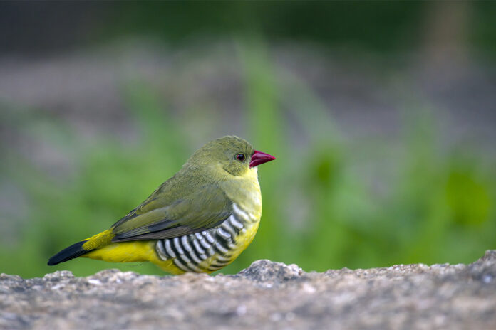Green Avadavat