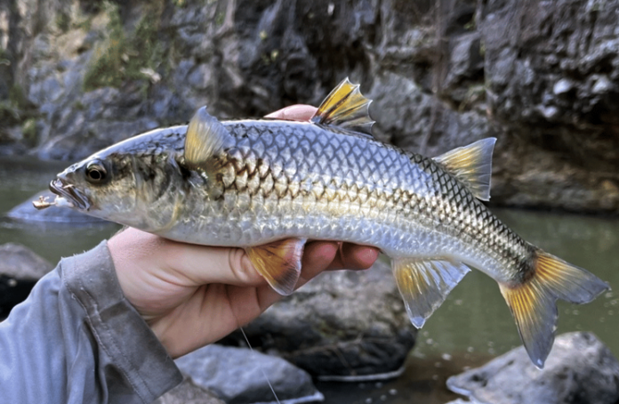 Ikan belanak