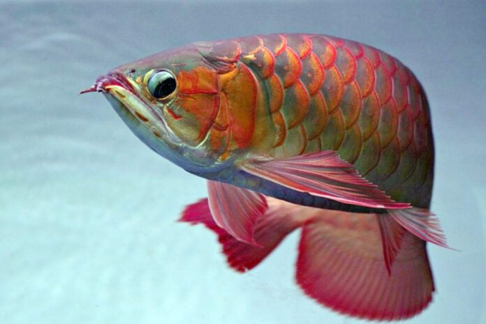 Siluk Merah