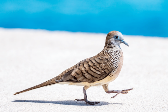 burung perkutut