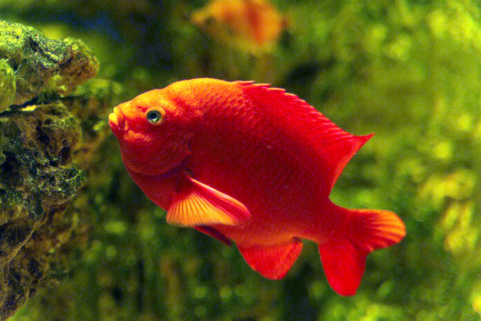 fakta ikan garibald