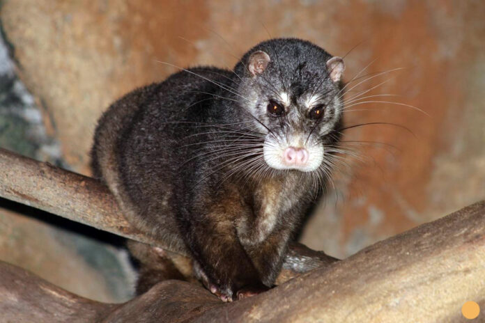 fakta musang air