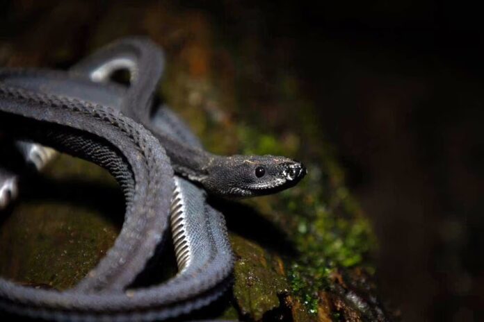 fakta ular naga