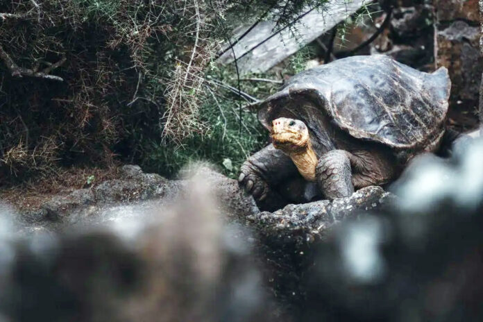 hewan endemik Galapagos