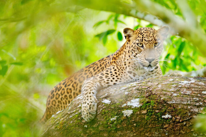 hewan endemik Sri Lanka