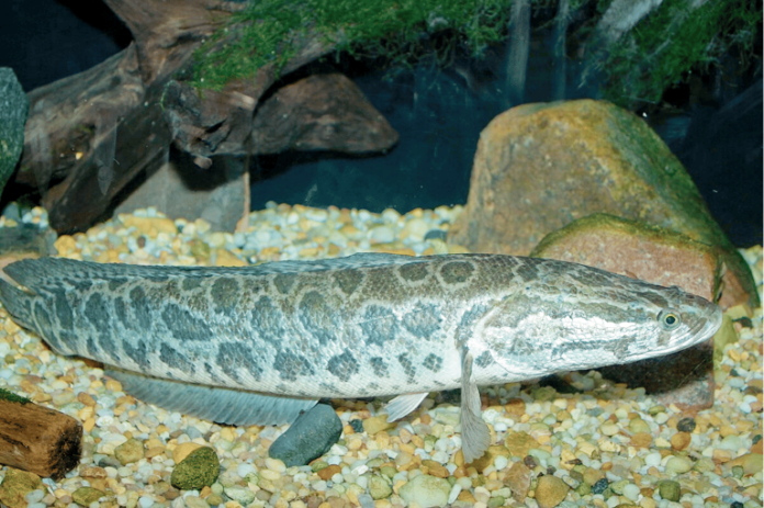 ikan gabus utara