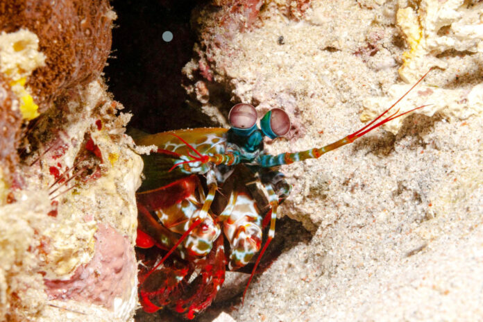 udang sentadu